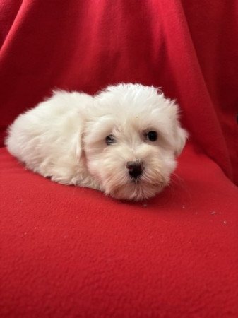 Bichon havanese