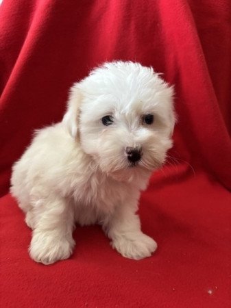 Bichon havanese