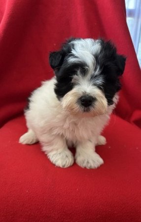 Bichon havanese