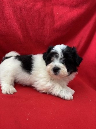 Bichon havanese