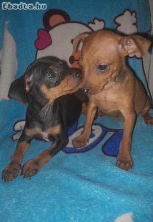 Eladó törpe pinscher, pincserek