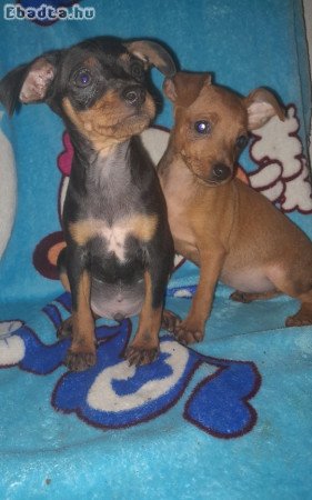 Eladó törpe pinscher, pincserek