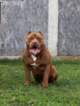 Pitbull XXL