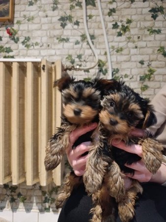 Yorkshire terrier