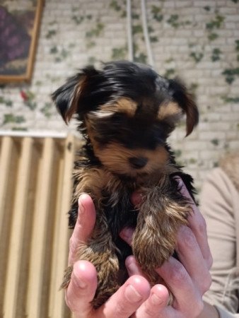 Yorkshire terrier