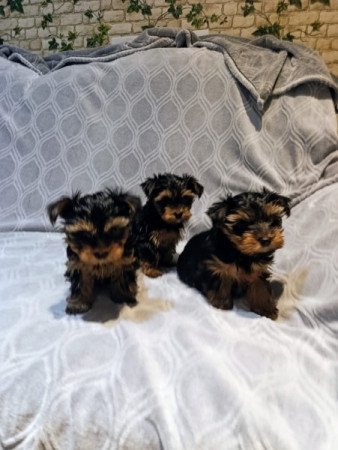 Yorkshire terrier