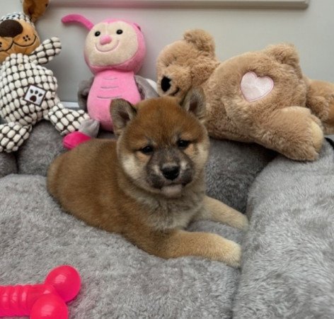 Shiba inu