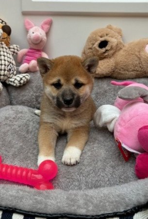 Shiba inu