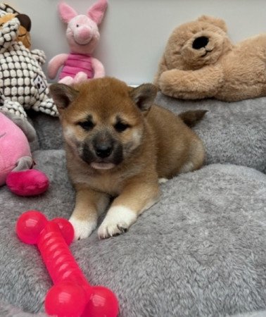 Shiba inu