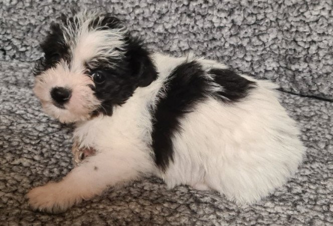 Bichon havanese