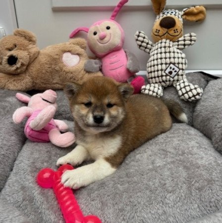 Shiba inu