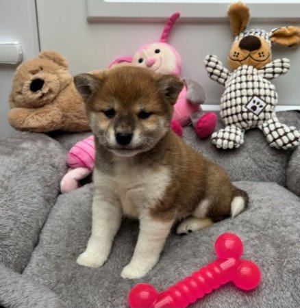 Shiba inu