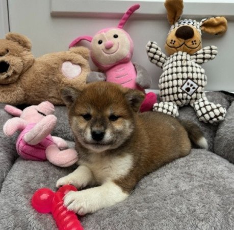 Shiba inu