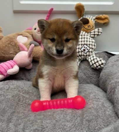 Shiba inu