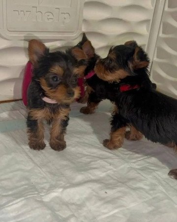 Yorkshire terrier