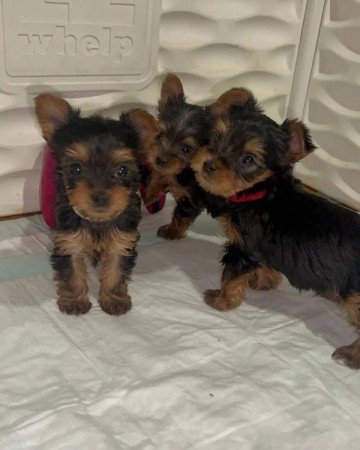 Yorkshire terrier