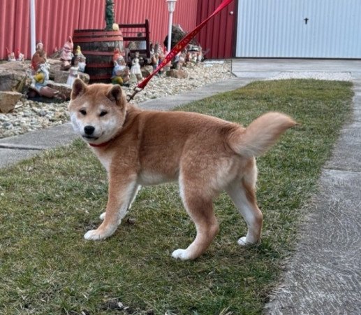 Shiba inu