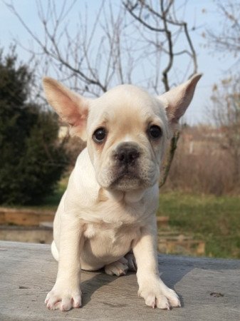 francia bulldog