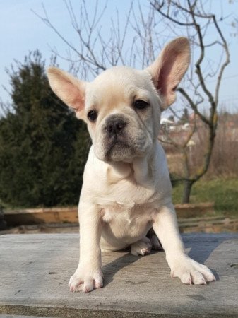 francia bulldog