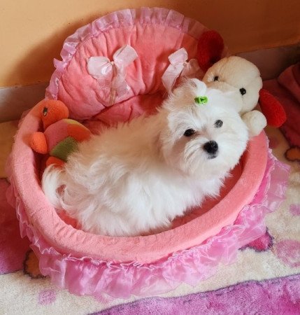 Bichon Havanese