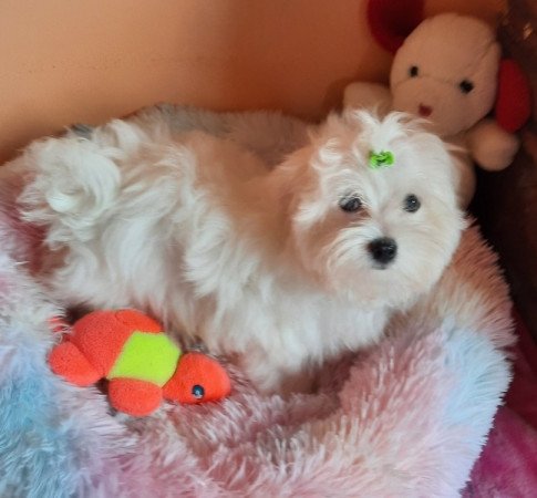 Bichon Havanese