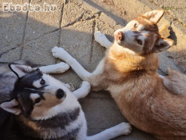 Husky testvérek