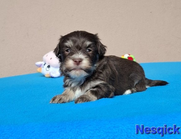 Bichon havanese