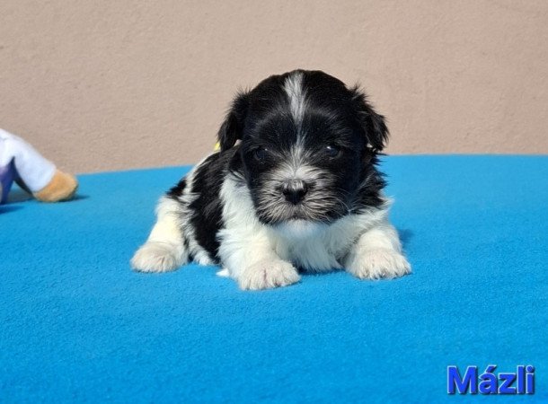 Bichon havanese