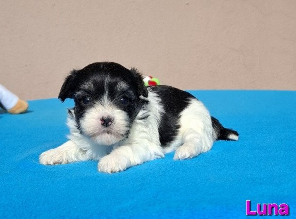 Bichon havanese