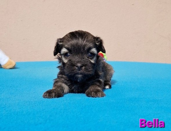 Bichon havanese