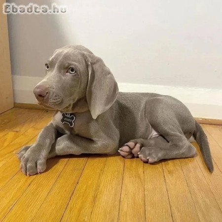 Weimaraner kölykök