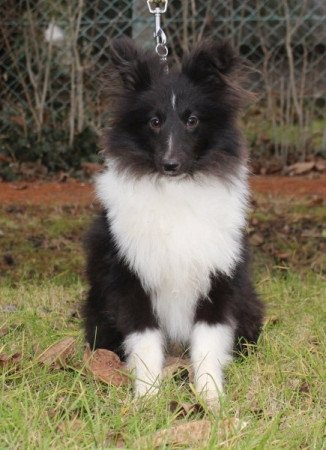 Sheltie (Shetland sheepdog)