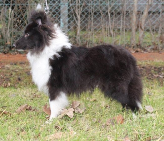 Sheltie (Shetland sheepdog)