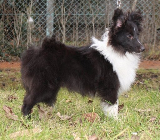 Sheltie (Shetland sheepdog)