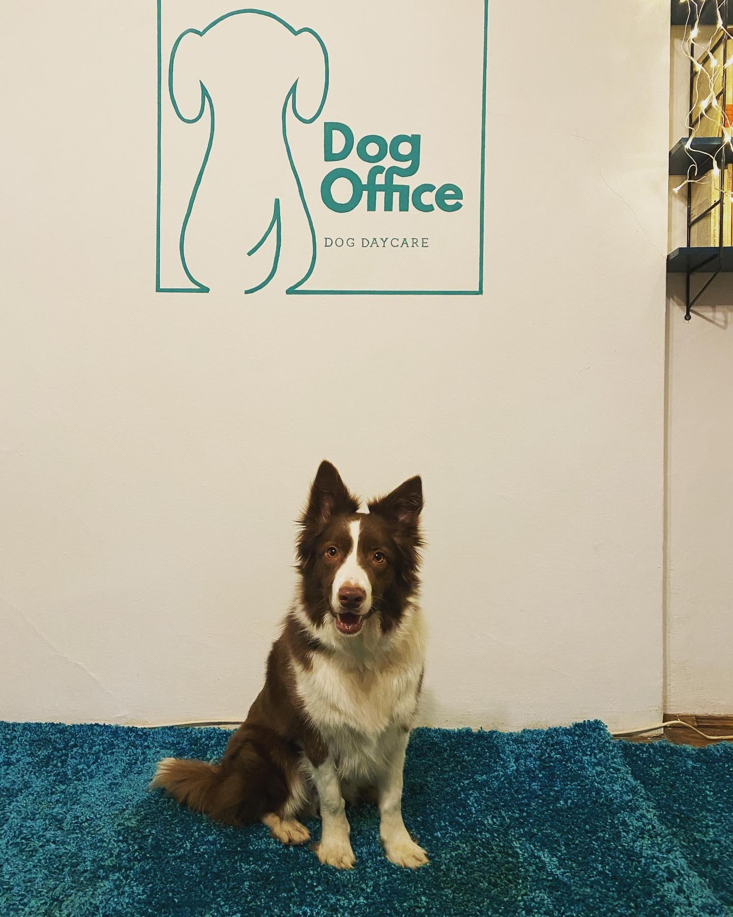 DogOffice Kutyapanzió és Kutyanapközi