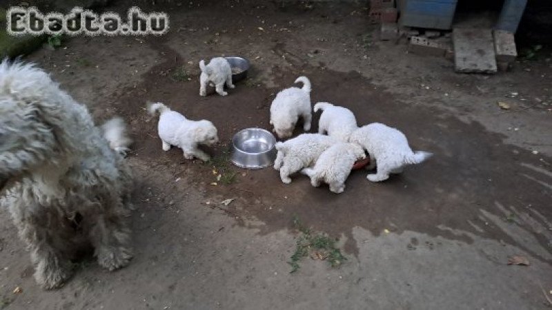 KOMONDOR KISKUTYÁK ELADÓK!