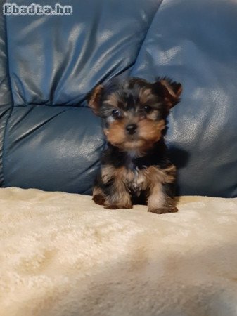 eladó yorkshire terrier mini yorki