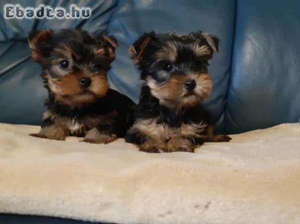 eladó yorkshire terrier mini yorki