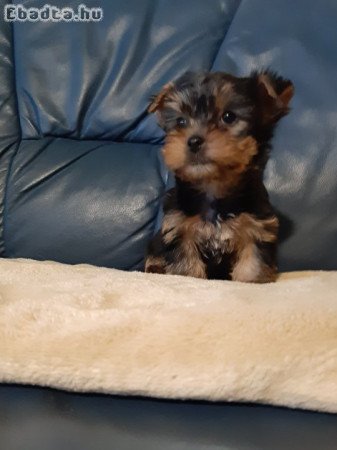 eladó yorkshire terrier mini yorki