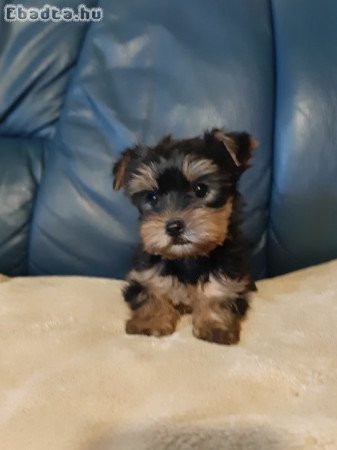 eladó yorkshire terrier mini yorki