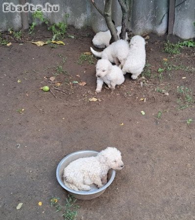 KOMONDOR KISKUTYÁK ELADÓK!