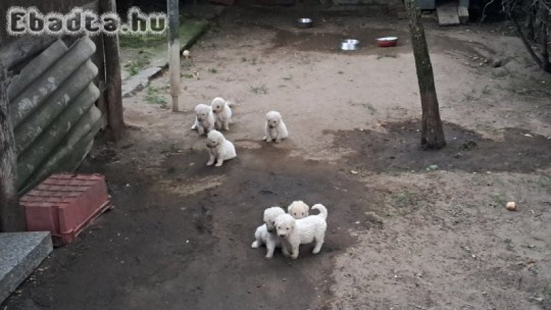 KOMONDOR KISKUTYÁK ELADÓK!