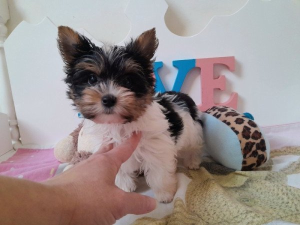 Biewer Yorkshire terrier