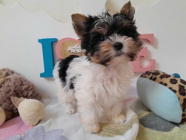 Biewer Yorkshire terrier