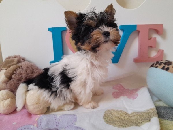 Biewer Yorkshire terrier