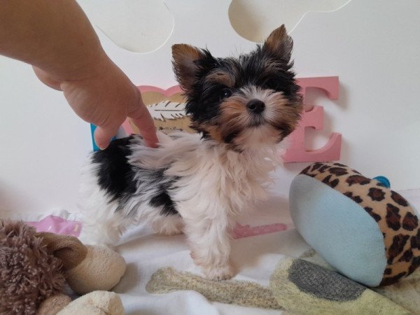 Biewer Yorkshire terrier