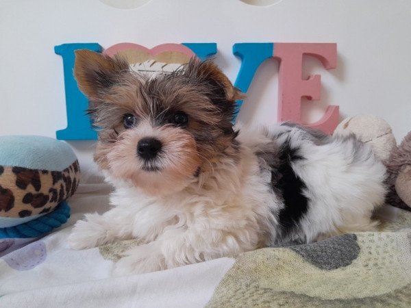 Biewer Yorkshire terrier