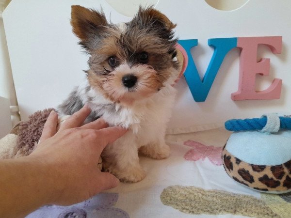 Biewer Yorkshire terrier