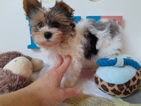 Biewer Yorkshire terrier