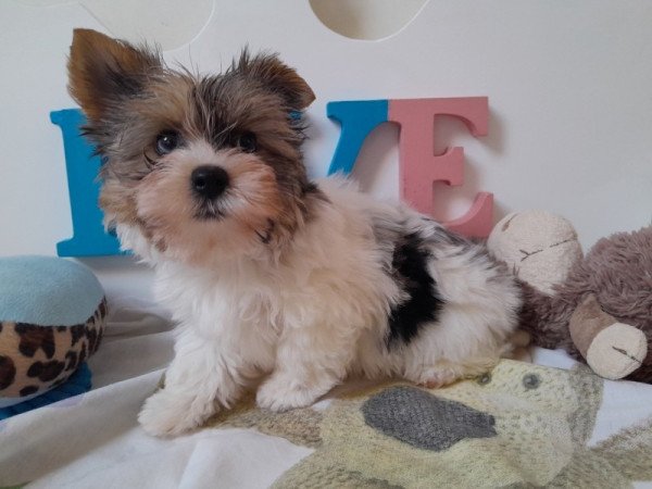 Biewer Yorkshire terrier